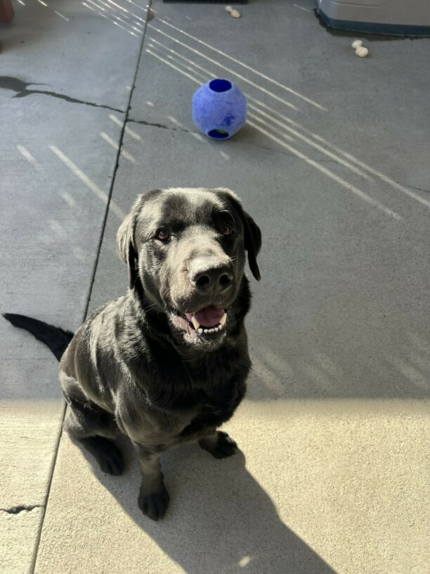 Tudor sits and smiles at the camera after chasing a blue jollyball in community run. In the background there is a blue jollyball and multiple nylabones.