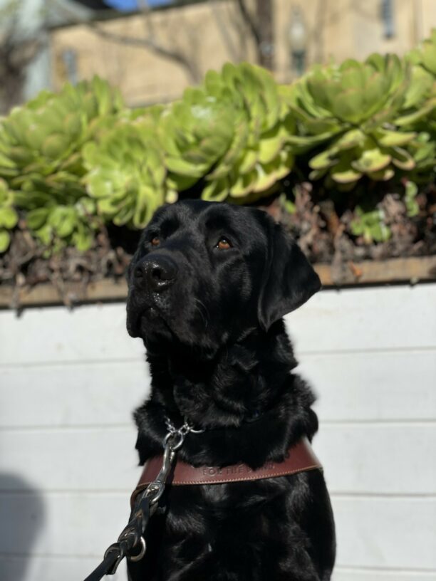 Tudor sits in his GDB harness with his eyes looking above and to the left of the camera. His beautiful light brown eyes shine against the contrast of his dark, black coat.