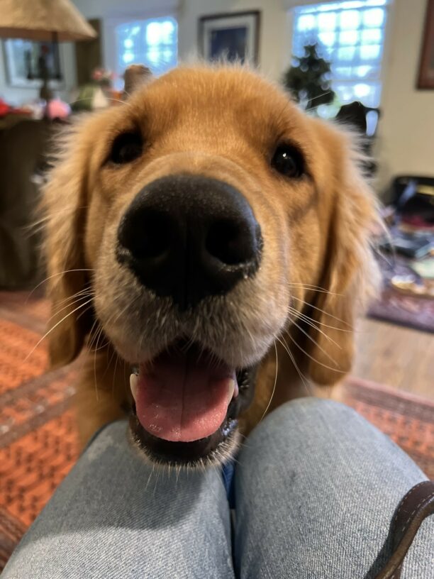 Wags, a male yellow labrador/golden retriever cross, comes in over his handler’s lap for a close-up.  His eyes are bright and mouth is open just enough for his tongue to stick out.