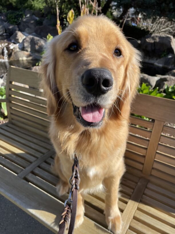 Wags, a male yellow labrador/golden retriever cross, sits in the sunshine on a wooden bench on the GDB campus.  There is a water feature and greenery in the background.