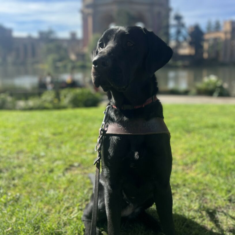 Wavy is wearing her harness and sitting in front of the Palace of Fine Arts in San Francisco. She is gazing off to the side with a focused look on her face.