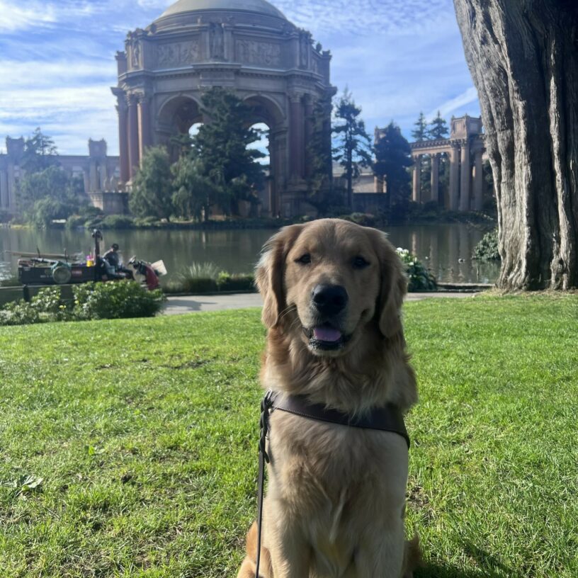 Willard is wearing his harness and sitting in front of the Palace of Fine Arts in San Francisco. He is looking at the camera with his ears perked up and mouth open in a happy smile.