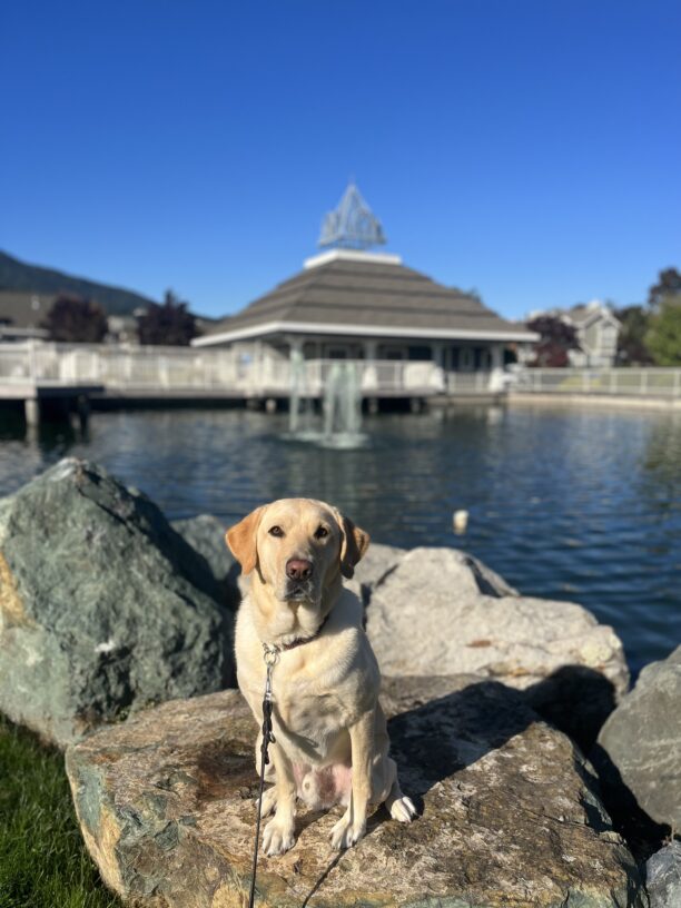 Yosemite, a male yellow labrador, poses on some rocks next to a waterway.  There is a blurred walkway and gazebo-style building blurred behind him.