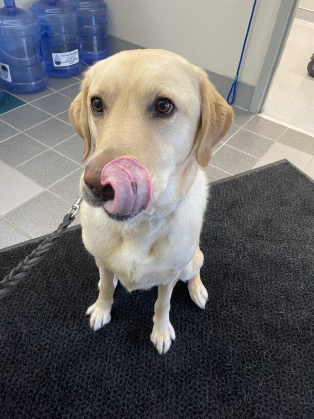 Yosemite, a male yellow labrador, licks his chops immediately after getting his treat for being such a good boy at his vet check-up.