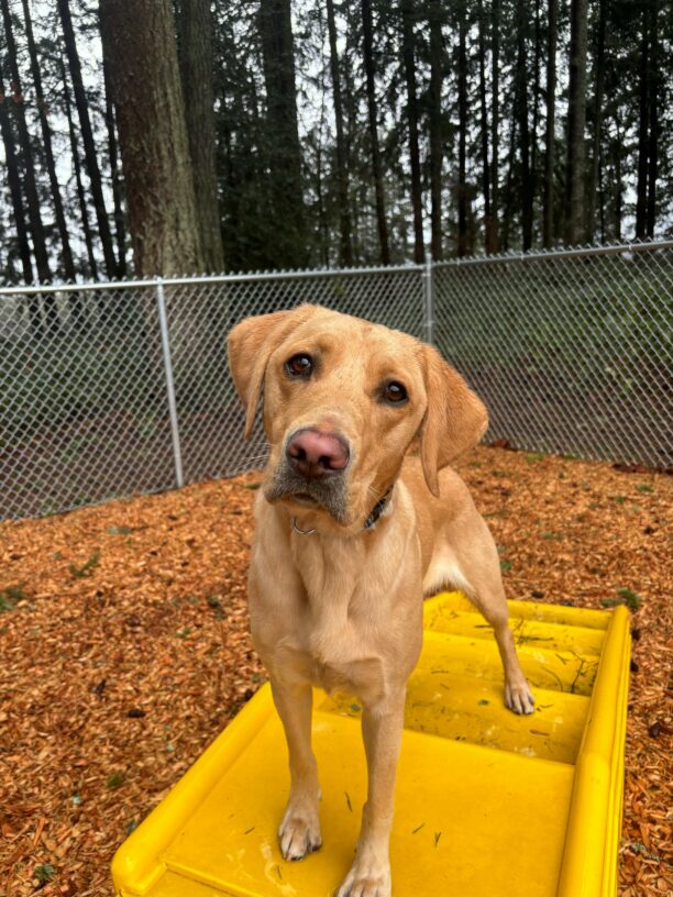 A yellow lab looks into the camera as she stands atop a yellow play structure.  Behind her are bark chips, a fence and forest.