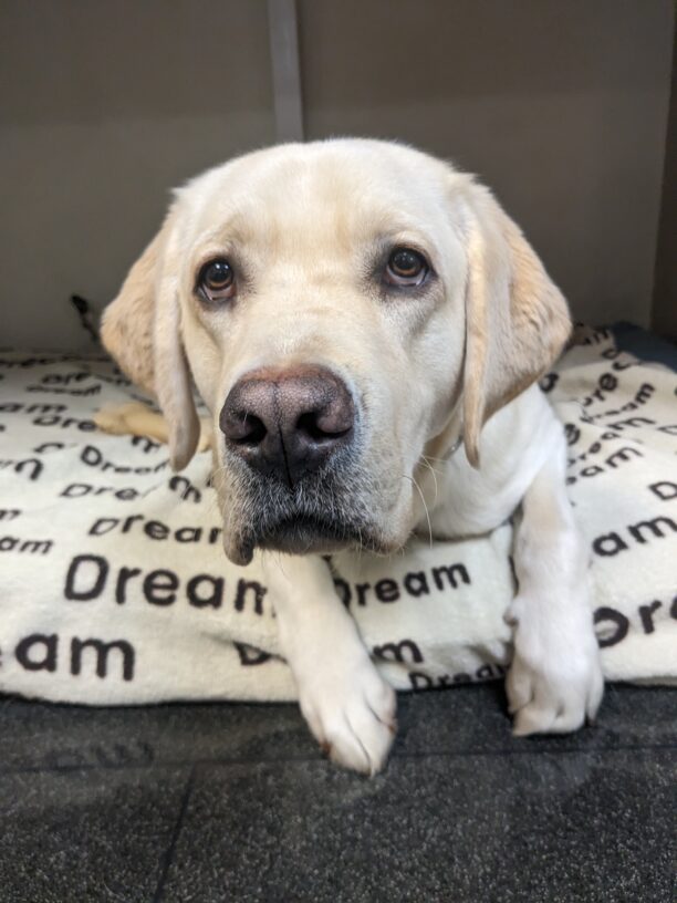 Augustus, a handsome yellow lab, is laying under a desk on a bed/tan blanket that has the word "dream" written across it. He is staring longingly past the camera with his toes hanging off the bed in anticipation of a kibble for his modeling skills. He has a perfect pink nose and soulful droopy eyes.