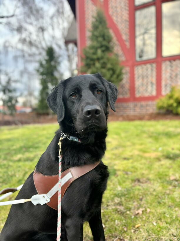 A black lab golden cross in harness looks intently at the camera.  Behind him is a brick and red building and grass.