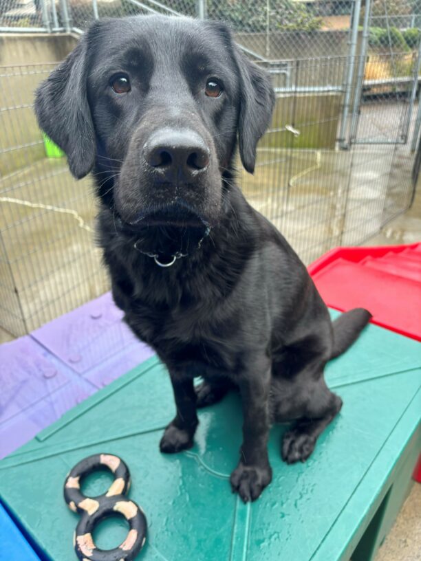 A black lab golden cross sits atop a green play structure looking into the camera.  At his feet is a black and red figure 8 tug toy and behind him are various colorful play structures, fencing, and wet cement.