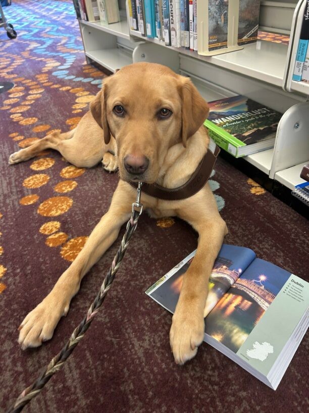 Dublin lays on a library floor in front of a shelf full of books while wearing her brown leather harness. There is a book laying open under one of her front paws as if she is looking at a particular page. The book page says 