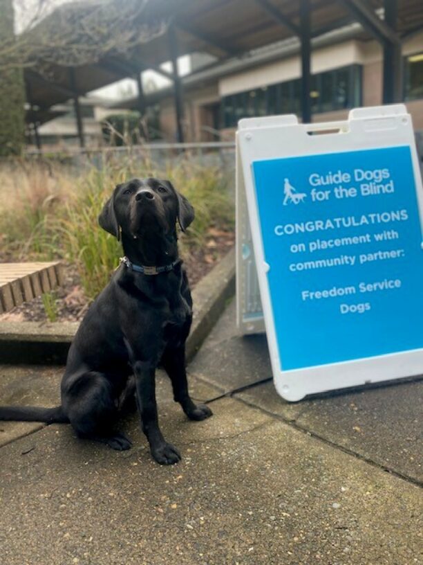 Black Lab Venice Sitting proudly next to a sign congratulating her on being accepted by Freedom!