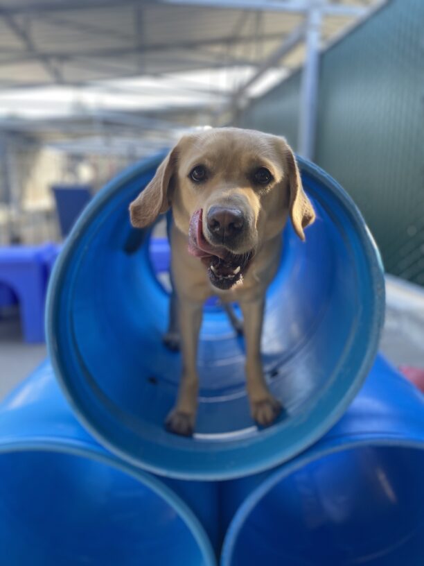 Flora stands inside of a large blue plastic tunnel. Her head is low and she is looking intently at the camera, with her tongue out caught in the middle of licking her upper lip.