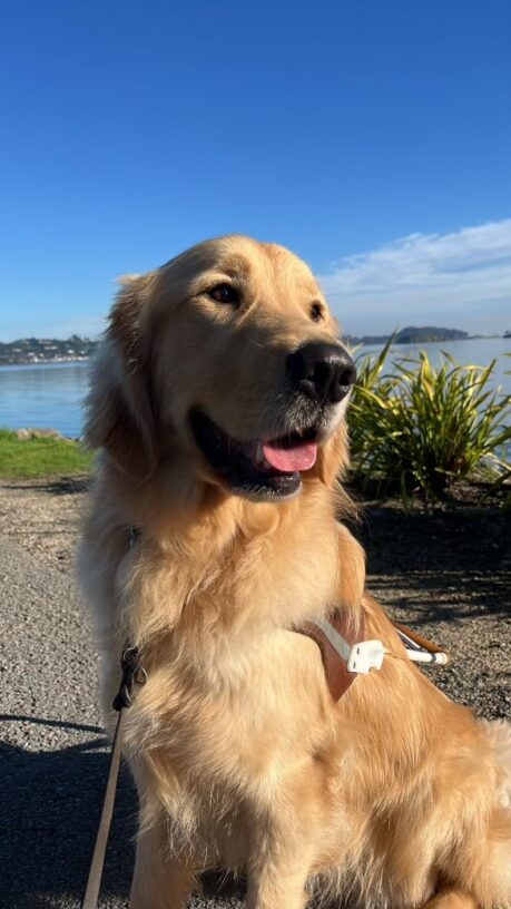 Ford sits in harness on a trail with the SF Bay behind him. It is a sunny day and Ford is looking off to the right with his mouth slightly open.
