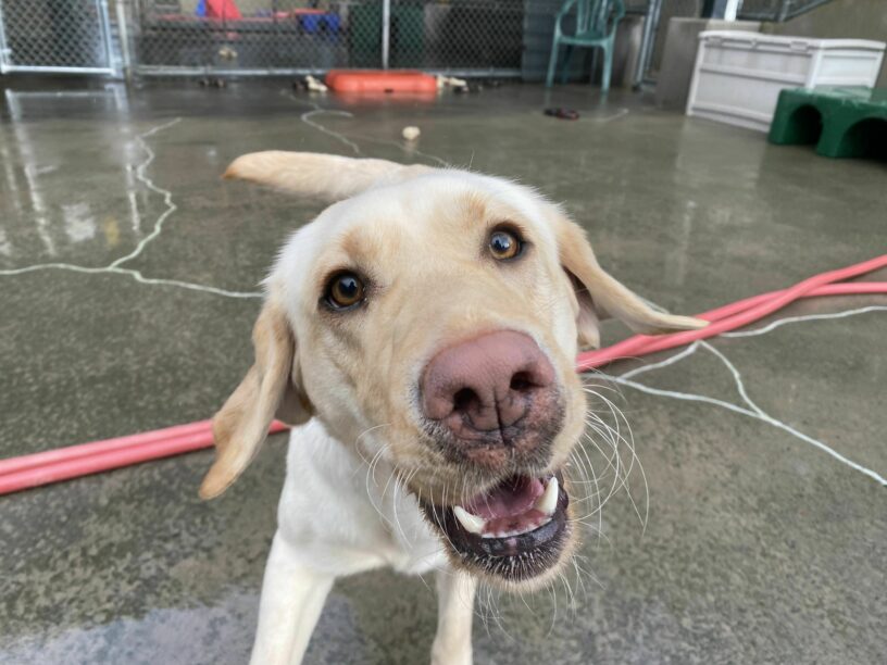 Female yellow lab, Fran, trots towards the camera in one of our community run areas. She wears a playful, open-mouthed expression and her ears are mid-air.