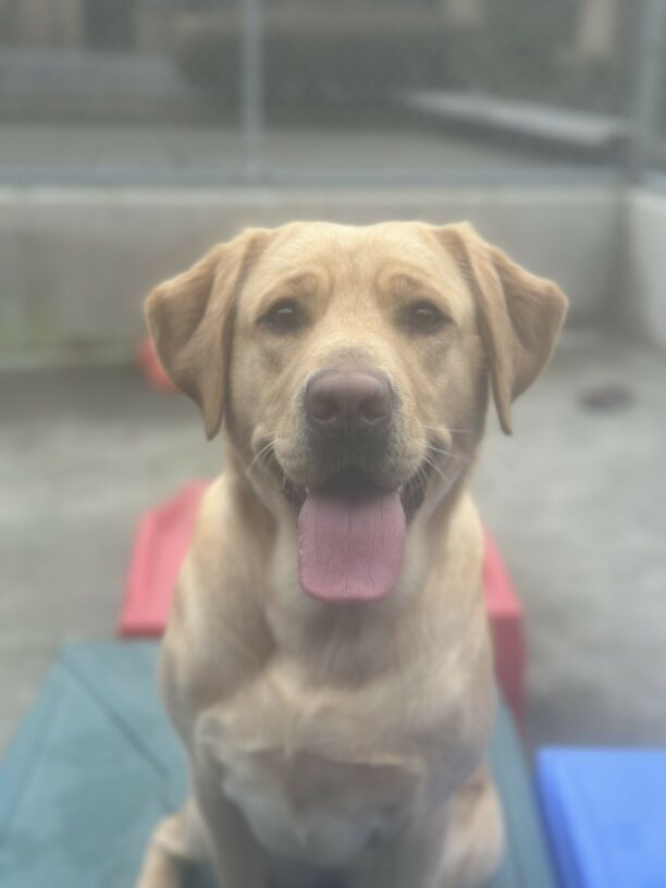 A portrait of female yellow Labrador Retriever, Gwendolyn, sitting on a green play structure in the community run area. There are blue and red play structures next to her and concrete and cyclone fencing in the background. She is looking at the camera with her mouth open and tongue out.