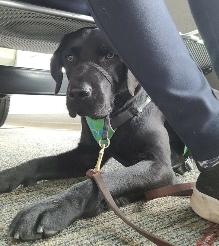Black lab Halo laying under a seat, behind her handler's feet.