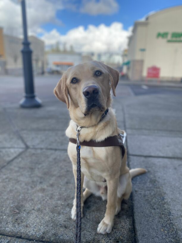 Male yellow lab, Jambo, sits on a sidewalk in his GDB harness. He looks at the camera with a slight head tilt. An outdoor shopping mall is out of focus in the background.