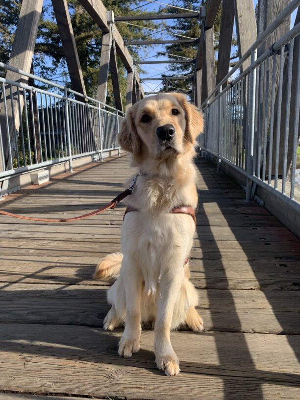 Meadow sits in harness in the middle of a wooden footbridge. It is a sunny day and Meadow is looking at the camera with a soft expression.