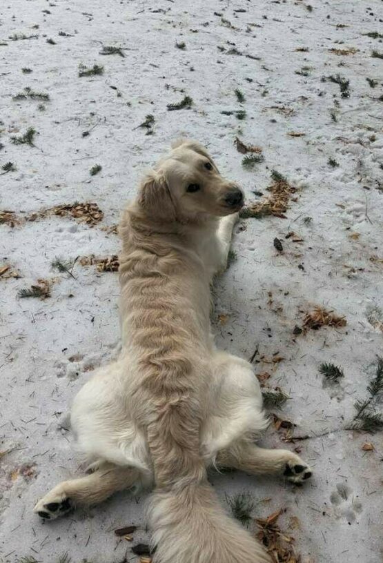 Strawberry, a light yellow coated Lab/Golden cross lays on her belly in the snow. Her body is pointing away from the camera, but she has her head turned to the right, looking back at the camera. Her hind legs are splayed out in a 'froggy' position. There is debris from fir trees in the snow.