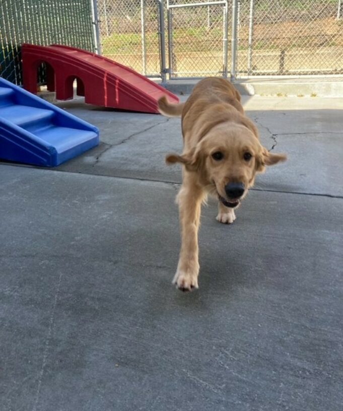 Omega, a long coated lab, golden cross is prancing towards the camera in a play yard. Her ears are sticking straight out from the side of her head. She has a giant smile on her face.