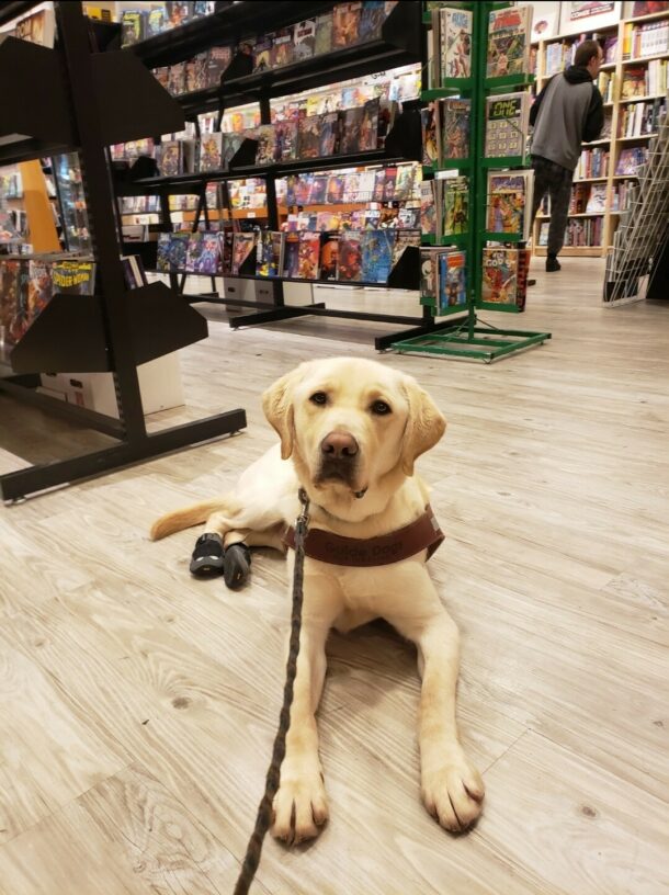 Kringle is laying down in the FWC Comic Book store in Lloyd Center in Portland, OR. He’s wearing his harness, back booties, and is looking at the camera.