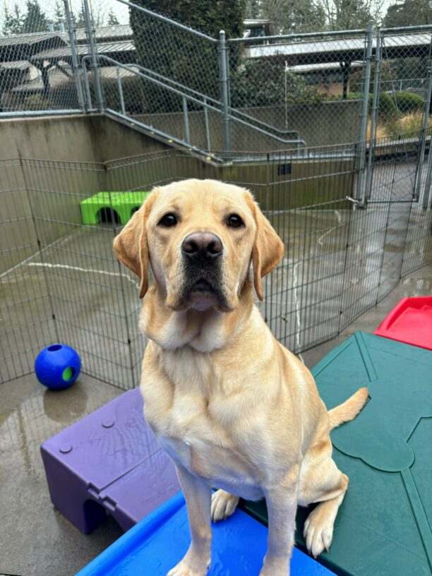 A yellow lab sits atop a blue and green play structure looking into the camera.  Behind him is a cement play area with a blue 