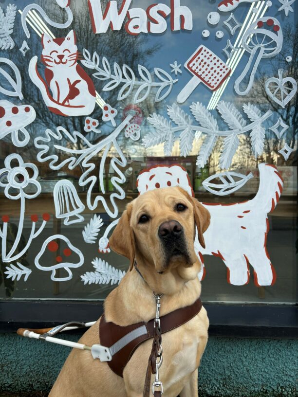 A yellow lab sits in harness looking intently at the camera.  Behind him is a pet grooming store front window with white and red outlines pictures of various art of cats, dogs, mushrooms, leaves and the word 