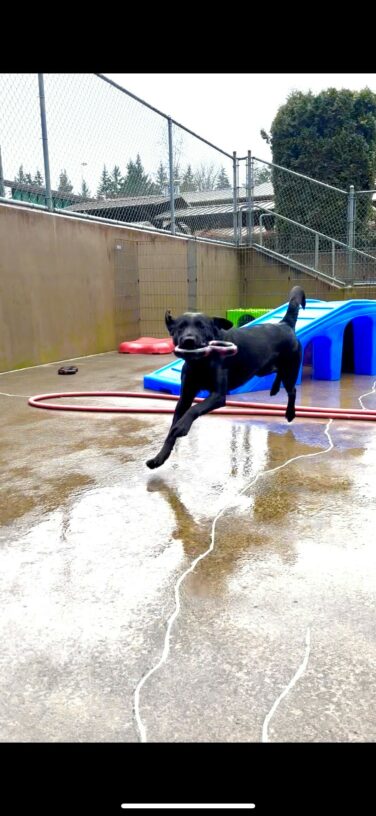 A black lab with a figure 8 tug toy in her mouth leaps across a cemented play area with her tail in a crook and her ears up.  Behind her are various colorful play structures, fencing, a hose, and dog toys.