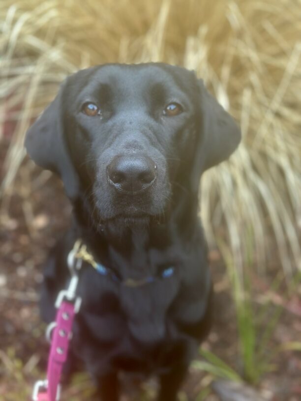 A portrait of Wiki, a petite female black Labrador Retriever sitting in front of a bush of tall tan grass. She is looking at the camera and there is a pink leash attached to her collar.