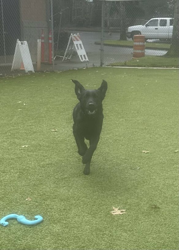 Wiki runs toward the camera in the grassy free run area. Her front paws are curled up in a running motion. Her mouth is partially open and her ears are both flapped straight up. There are vehicles and an obstacle course in the background.