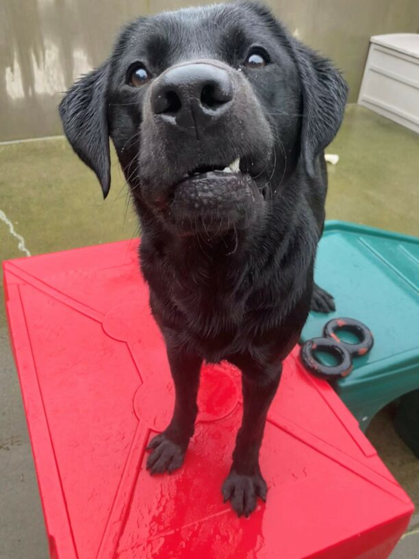 Black Labrador Retriever, Wyatt, stands on a red play structure in the outside play area. He stares just past the camera, and one side of his lip is stuck on his teeth.