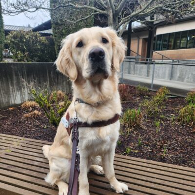 A yellow, coated Labrador Golden cross sits, in harness, on a wooden bench on the Oregon campus. She looks directly into the camera with great focus as she waits for her kibble reward.