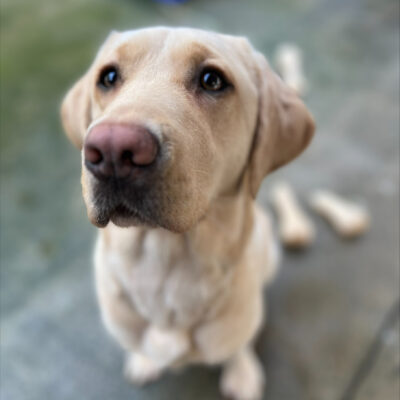 Female yellow lab "Frankie" sits outside on a rainy day. The background is slightly blurry, but several bones and colorful play structures can be seen behind her. Frankie's face is the focus of this picture, as she looks up at the camera, eagerly awaiting her cookie.