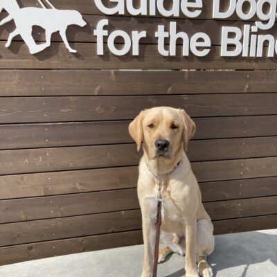 Male Yellow Labrador Harlow poses in front of a wooden sign bearing Guide Dogs for the Blind's logo. He is sitting on a wide ledge and looking at the camera.