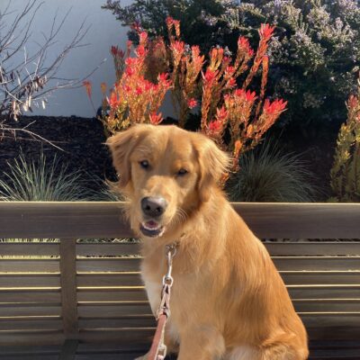 Male long coated Labrador Golden Retriever cross Nugget poses for a picture on campus. He sits on a bench with a building and bright red and purple flowers behind him. He is smiling at the camera.