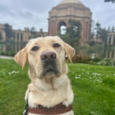 Denise, a female yellow Labrador Retriever, is sitting while wearing her harness. Behind her is the Palace of Fine Arts which is located in San Francisco.