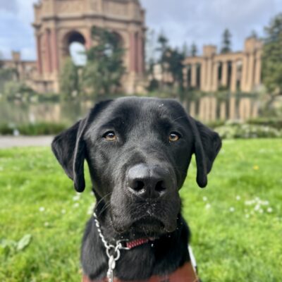 Kearney, a male black Labrador Retriever, is sitting while wearing his harness. Behind him is the Palace of Fine Arts which is located in San Francisco.