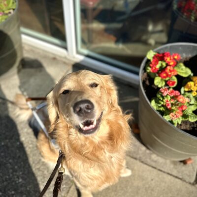 Long-coated Labrador x Golden Retriever cross Keystone sits on a sidewalk by a large pot of yellow and red flowers. He is wearing a leather guide dog harness and his mouth is slightly open. Keystone’s reflection is visible in a cafe window behind him.