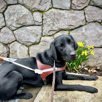 Black Lab Waters lies down on a sidewalk by a cluster of yellow daffodils. He is wearing a leather guide dog harness and leash. Behind him is a gray stone wall with moss between the stones.
