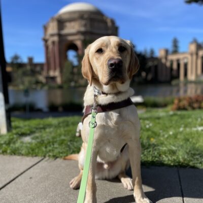 Photo is of yellow lab male Desmond sitting in harness in front of the Palace of Fine Arts in San Francisco