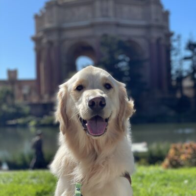 Photo is of golden cross Daughtry sitting on harness in front of the Palace of Fine Arts in San Francisco. He has a big open mouthed smile on his face