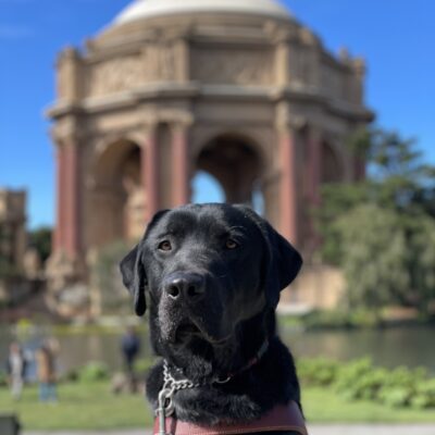 Photo is of black lab Conrad sitting in harness in front of the palace of fine arts in San Francisco