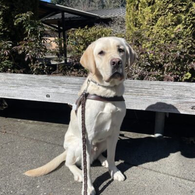 Augustus (a yellow Labrador Retriever wearing a guide dog harness) sits facing the camera in front of a bench and some bushes on the Oregon campus.