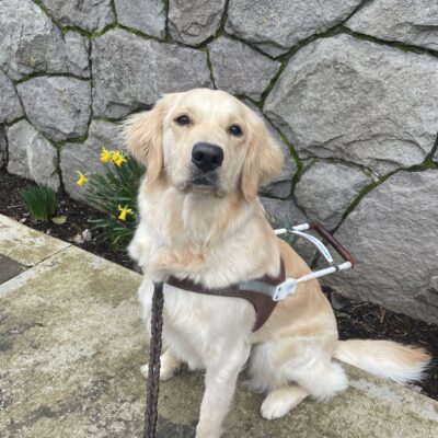 Dauber (a Golden Retriever/Labrador cross) sits looking up at the camera while wearing a guide dog harness. Behind her is a stone wall and a cluster of bright yellow daffodils.