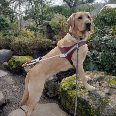Yellow lab Alder perches he front feet atop a boulder while wearing his brown leather guide dog harness. Japanese garden scenery can be seen behind him.