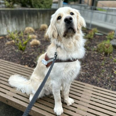 A long coated male yellow lab golden cross sits on a wooden bench. He is wearing his guide dog harness and is looking towards the camera