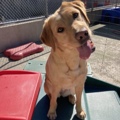 Yellow lab Flutter sits atop a play structure with her tongue hanging out while head tilted