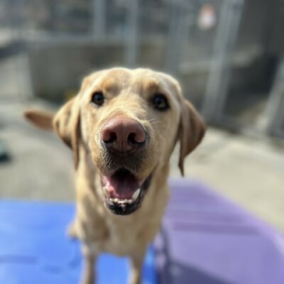 A male yellow lab, Flynn, stands on a blue plastic play structure. The camera is focused on his face which is looking straight on. The rest of the picture is blurred. Flynn is off-leash in a fenced in community run area.