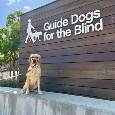 Female Yellow Labrador Harlow poses in front of a wooden sign bearing Guide Dogs for the Blind's logo. She is sitting looking at the camera and wearing a Gentle Leader.