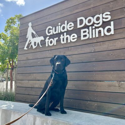 Female Black Labrador Havana poses in front of a wooden sign bearing Guide Dogs for the Blind's Logo. She is sitting looking at the camera and wearing a Gentle Leader.