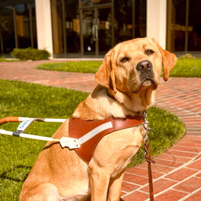 Yellow Lab Jada sits in harness on a sunny brick pathway downtown